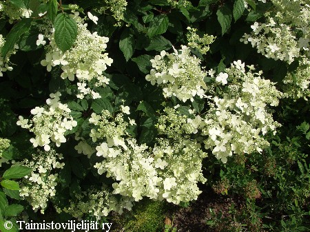 Hydrangea paniculata'Praecox'